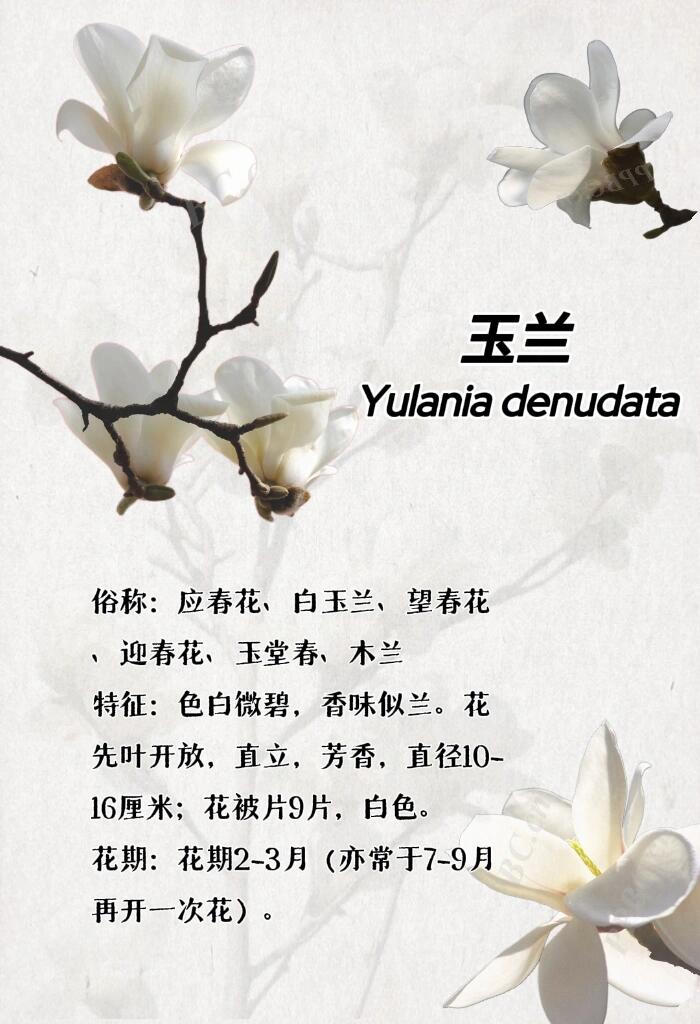 最新玉芝蘭，與自然美景的邂逅與內(nèi)心平和之旅